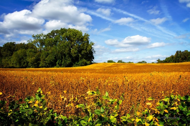 Picture of SOYBEAN HARVEST