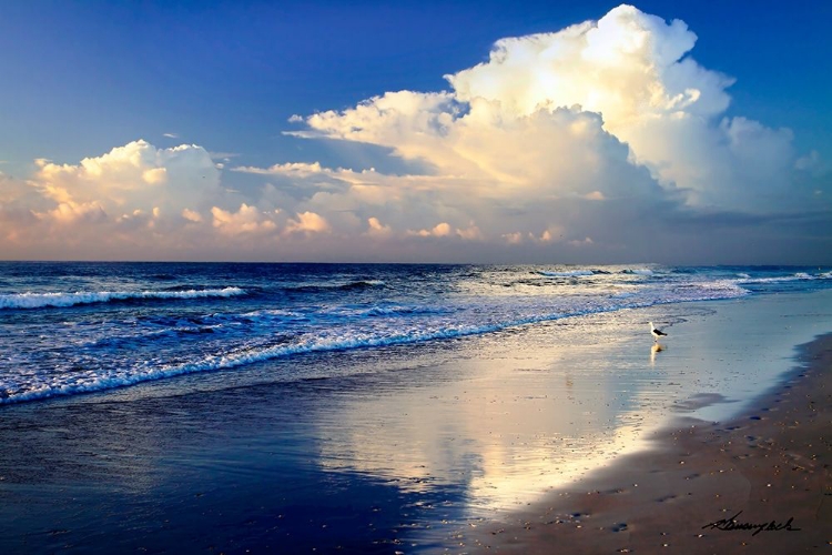 Picture of SEAGULL ON THE SHORE