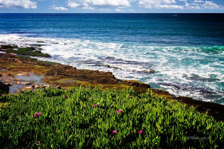 Picture of LA JOLLA SHORE