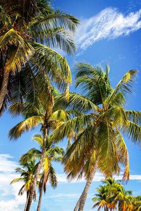 Picture of SUNLIT PALMS