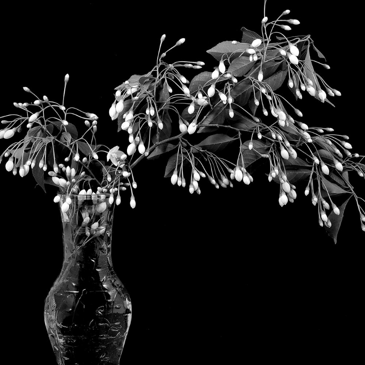 Picture of WHITE TREE FLOWERS