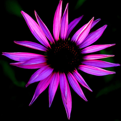 Picture of PINK CONE FLOWER