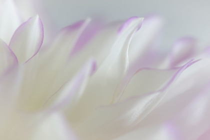 Picture of DAHLIA PETALS I