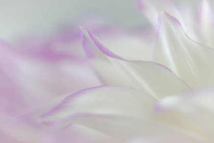 Picture of DAHLIA PETALS II