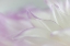 Picture of DAHLIA PETALS II