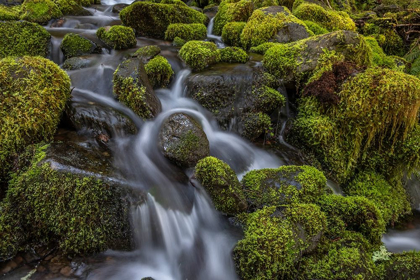 Picture of CEDAR CREEK DETAIL I