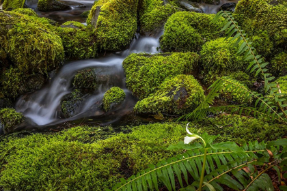 Picture of CEDAR CREEK DETAIL II