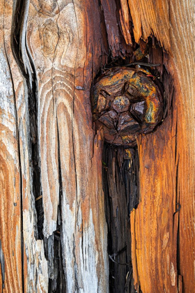 Picture of WOOD DETAILS I