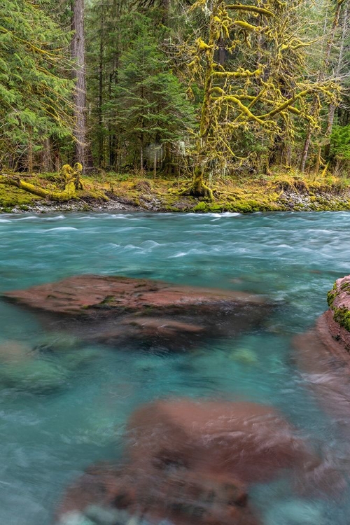 Picture of NF SKOKOMISH RIVER III