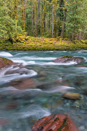 Picture of NF SKOKOMISH RIVER IV