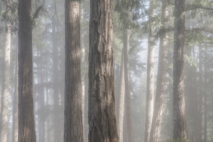 Picture of FOG IN THE FOREST I