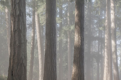 Picture of FOG IN THE FOREST II