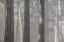Picture of FOG IN THE FOREST II
