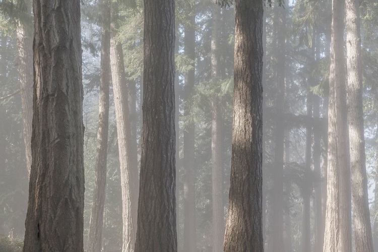 Picture of FOG IN THE FOREST II