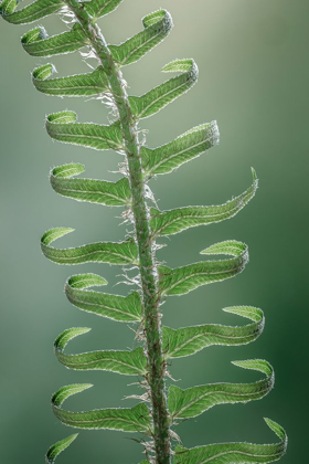 Picture of SWORD FERN IN SPRING I