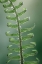 Picture of SWORD FERN IN SPRING I