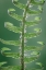 Picture of SWORD FERN IN SPRING II