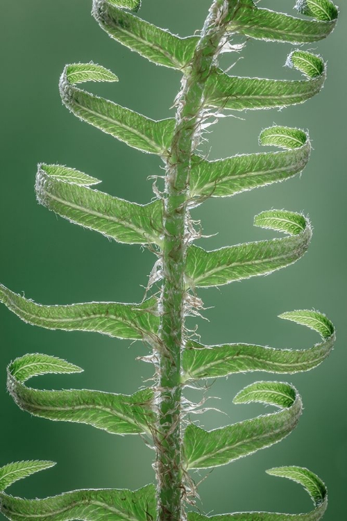 Picture of SWORD FERN IN SPRING II