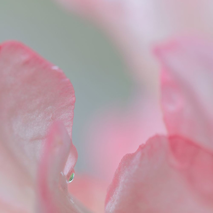 Picture of RHODODENDRON BLOSSOM I