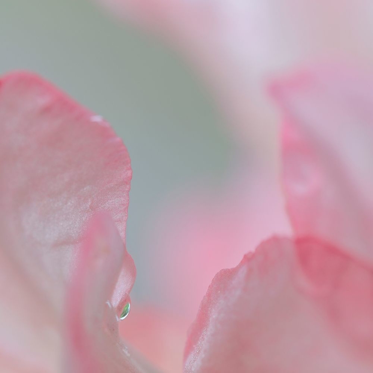 Picture of RHODODENDRON BLOSSOM I