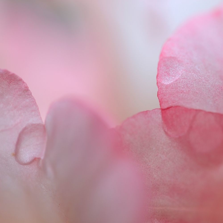 Picture of RHODODENDRON BLOSSOM II