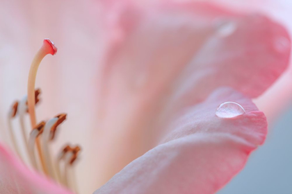 Picture of RHODODENDRON BLOSSOM III