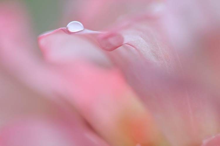 Picture of RHODODENDRON BLOSSOM IV