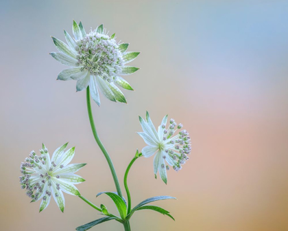 Picture of ASTRANTIA BLOSSOMS I