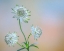Picture of ASTRANTIA BLOSSOMS I