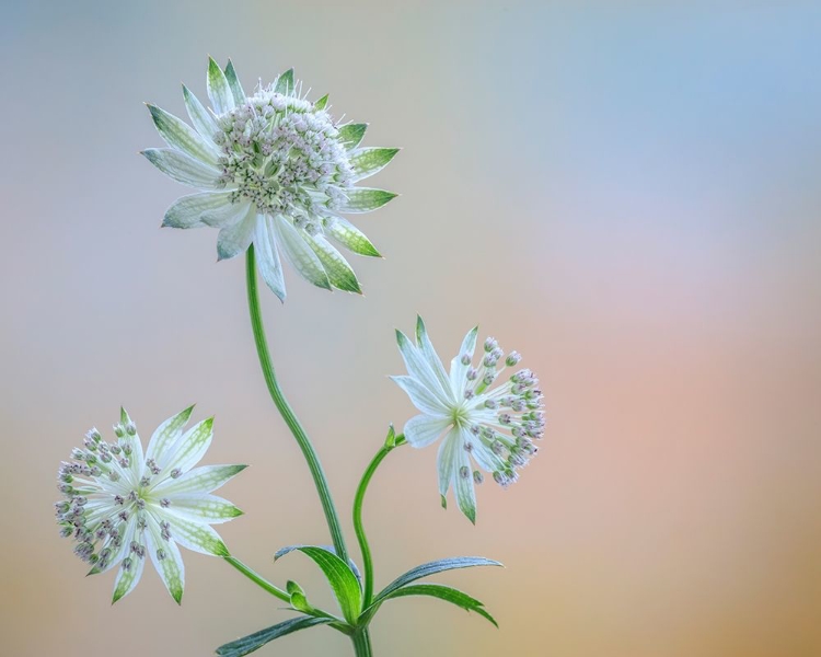 Picture of ASTRANTIA BLOSSOMS I