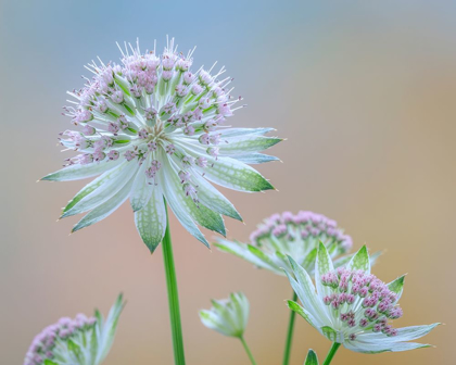 Picture of ASTRANTIA BLOSSOMS II