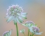 Picture of ASTRANTIA BLOSSOMS II