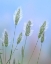 Picture of GOING TO SEED I