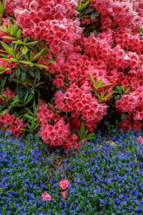 Picture of LITHODORA AND RHODODENDRON