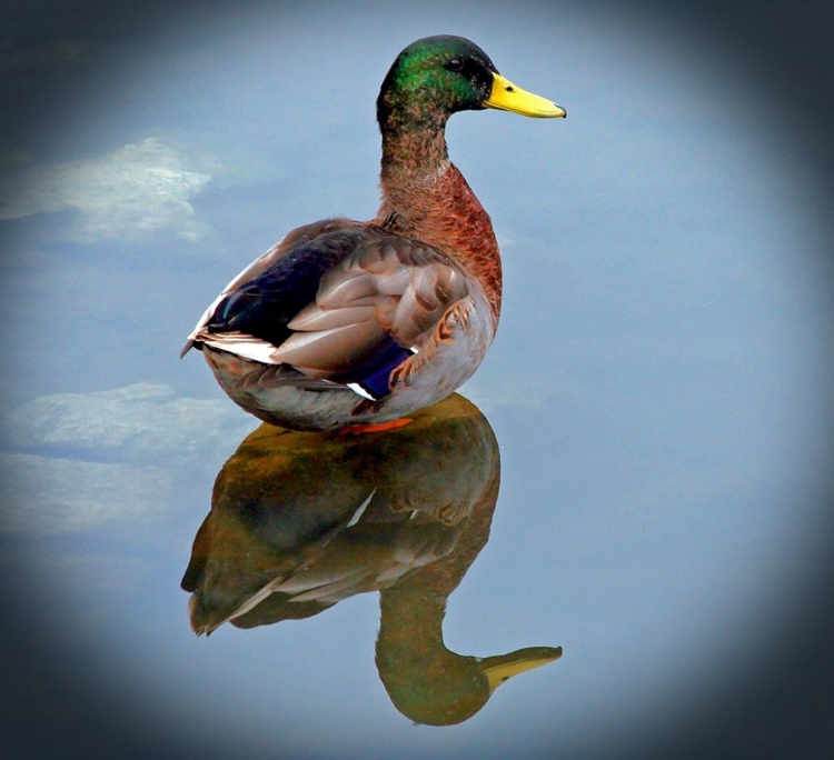 Picture of MALLARD REFLECTION