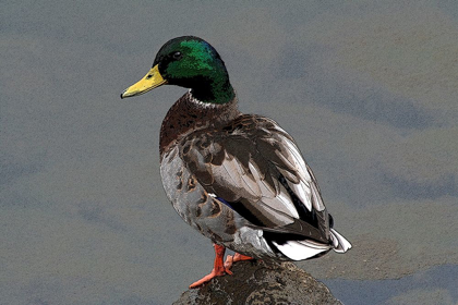 Picture of MALLARD