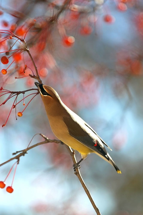 Picture of CEDAR WAX WING