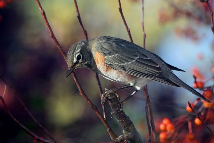 Picture of ROBIN THE BERRY III