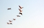 Picture of FLOCK