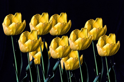 Picture of YELLOW TULIPS