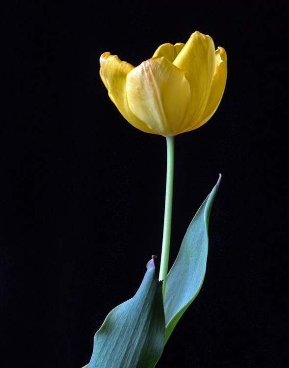 Picture of SINGLE TULIP