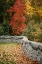 Picture of FALL COLORS II