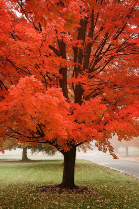 Picture of RED MAPLE BEAUTY