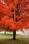 Picture of RED MAPLE BEAUTY