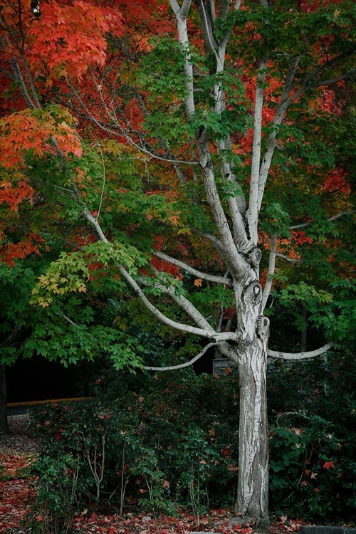 Picture of TREE OF LIFE I