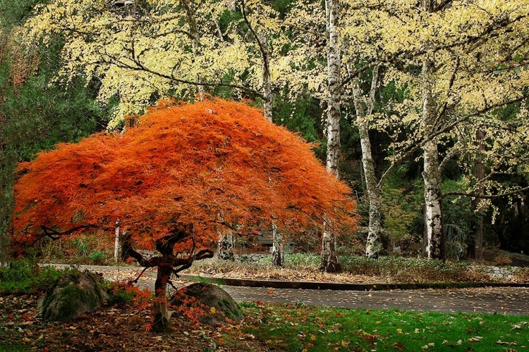 Picture of ORANGE WONDER