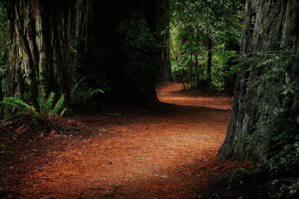 Picture of REDWOOD MYSTERY