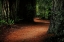 Picture of REDWOOD MYSTERY