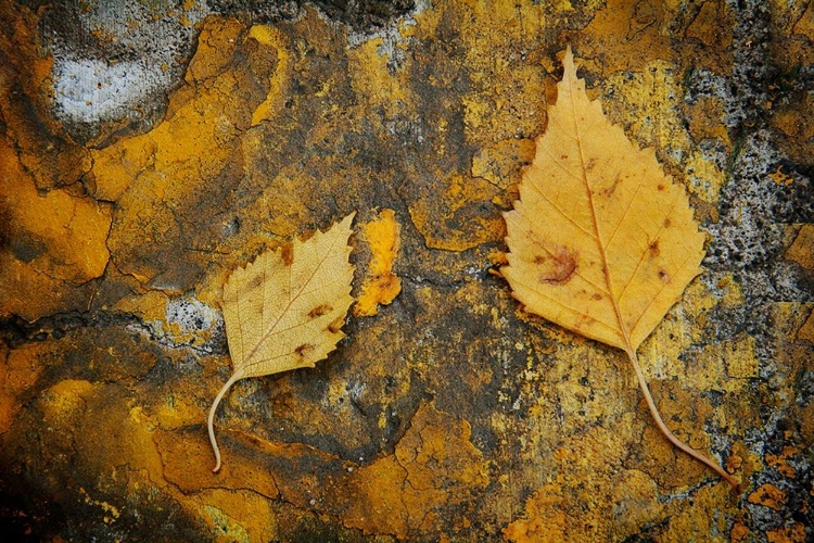 Picture of CURB LEAVES