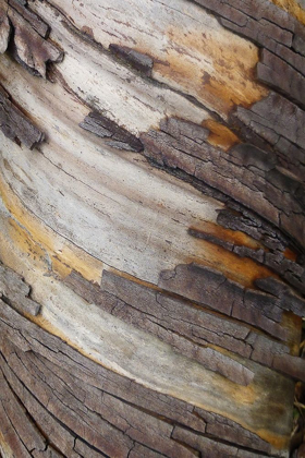 Picture of BARK ART I